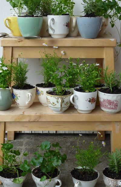 Teacup Herb Planters. Tea Cup Planter, Teacup Gardens, Indoor Herb Garden, Herbs Indoors, Growing Herbs, Shade Garden, Dream Garden, Herb Garden, Garden And Yard