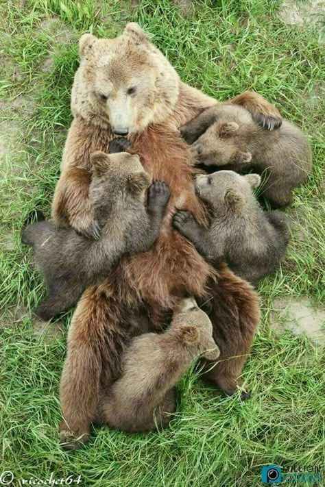 Regnul Animal, Brown Bears, Wild Kingdom, Mother's Love, 웃긴 사진, Animal Pics, Cute Animal Pictures, Sweet Animals, Animal Planet