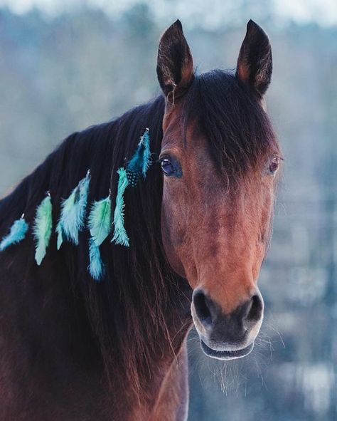 Feathers in mane Horse Hairstyles, Horse Halloween Costumes, Horse Braiding, Warmblood Horses, Indian Horses, Horse Clipping, Horse Mane, Horse Costumes, Bay Horse