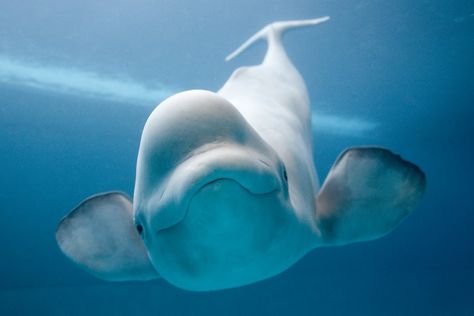 I love beluga whales. They are by far my favourite animal. I wish i could had one in my aquarium. <3 Whale Facts, Creature Marine, Shedd Aquarium, White Whale, Beluga Whale, Chinchillas, Field Trips, Marine Mammals, Under Water