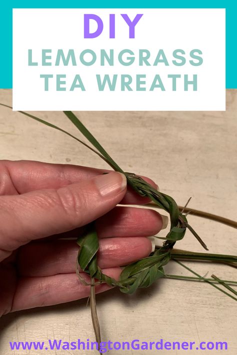 This super-easy craft makes a nice gift for the tea-lover on your list or for yourself. Lemongrass leaves are long and unwieldy and rolling them into a small wreath allows you to more easily store them and add them into a cup to brew... Uses For Lemon Grass Leaves, Tea Wreath, Okra Plant, Lemongrass Plant, Witch Kitchen, Herbal Health, Small Wreath, Grass Wreath, Lemongrass Tea