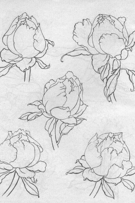 Peony Drawing, Flower Line Drawings, Flower Drawing Tutorials, Flower Art Drawing, Drawing Flowers, Flower Sketches, Floral Drawing, Plant Drawing, Botanical Drawings