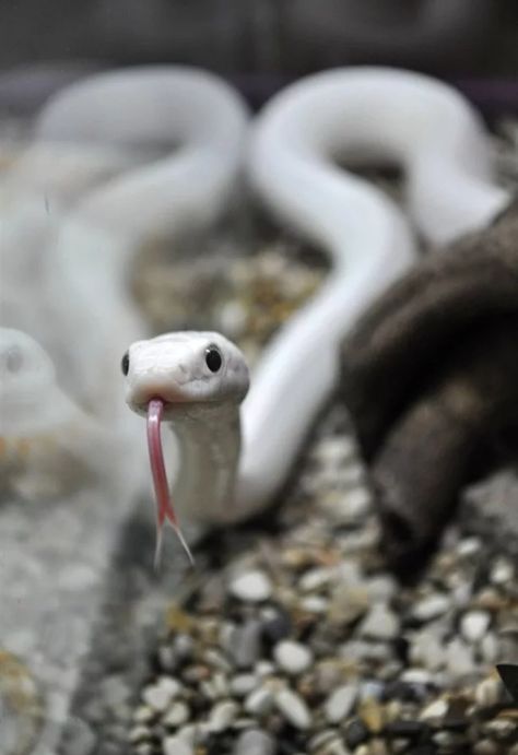 Albino Snake Aesthetic, White Snake Wallpaper, White Snake Aesthetic, Albino Snakes, Albino Rat, Snake Meme, Albino Snake, White Snakes, Snake Tongue