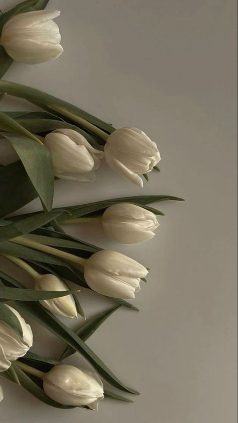 Simplistic Wallpaper, Flowers Tulips, Nothing But Flowers, Flower Therapy, White Tulips, Beautiful Bouquet Of Flowers, Aesthetic Pinterest, Flower Phone Wallpaper, Minimalist Wallpaper