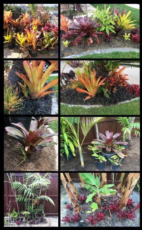 Bromeliad Landscaping Ideas, Tropical Looking Plants, Bromeliads Landscaping, Container Gardening Flowers, Garden Crafts Diy, Back Garden, Garden Crafts, Air Plants, Container Gardening