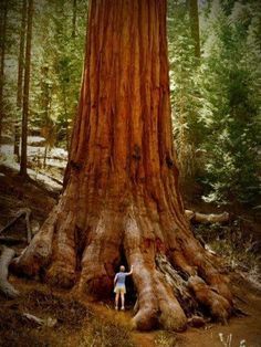 Sequoia Tree, California Photos, Kings Canyon, Sequoia National Park, Old Trees, Red Wood, Unique Trees, Big Tree, Tree Forest