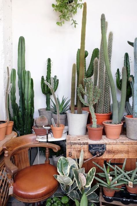 Easy-To-Grow Plants For Busy Students - Society19 San Pedro Cacti, Kaktus Dan Sukulen, Cactus Planta, Plants Are Friends, Deco Nature, Theme Nature, Succulent Gardening, Cactus Decor, Cactus Design