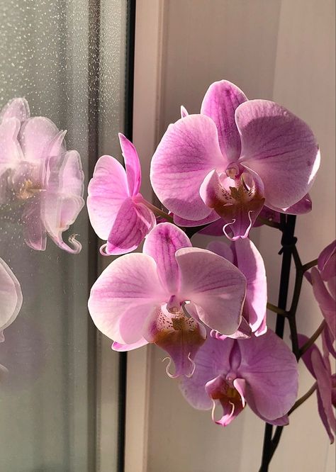 Orchid Flower Purple, Purple Orchid Aesthetic, Orchid Aesthetic Wallpaper, Pink Orchids Centerpiece, Orchid Aesthetic, Baby Orchid, Orchid Photography, Orchid Flower Arrangements, Orchid Centerpieces