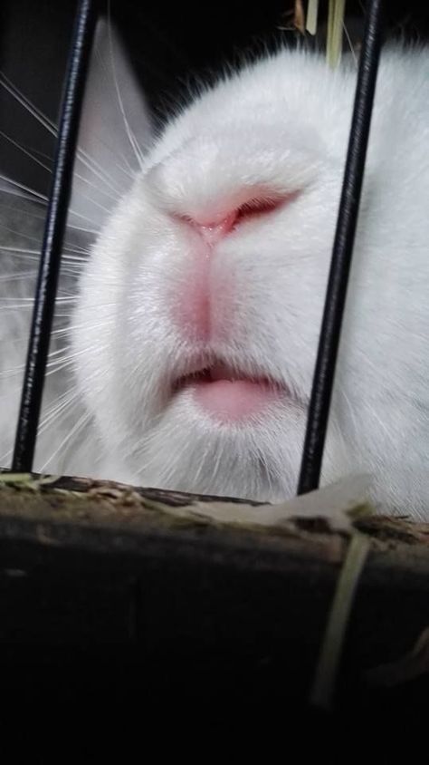 Cadbury Bunny, Bunny Nose, Dog Snapchats, Bunny Mom, House Rabbit, Bunny Pictures, Bunny Lovers, Bunny Face, Vintage Bunny