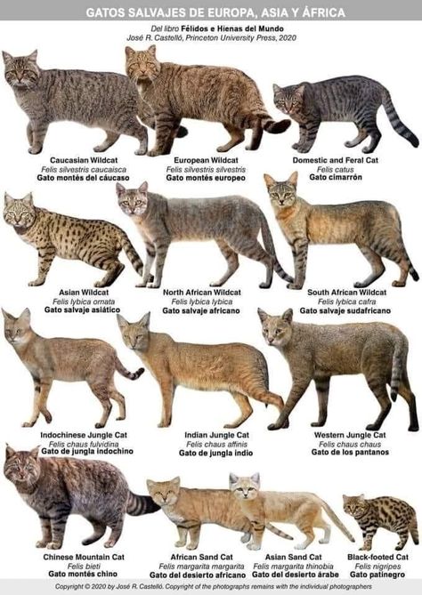 Wild Cat Species, Animal Infographic, Cat Species, Cat Language, Animal Tracks, Animal Groups, Extinct Animals, Animal Facts, Animal Posters