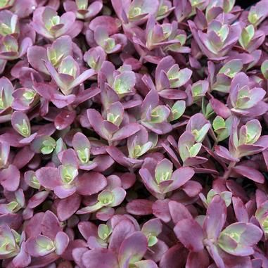 SunSparkler® Firecracker Stonecrop Sunsparkler Firecracker Sedum, Sedum Firecracker, Sedum Sunsparkler, Rabbit Light, Yard Plants, Lawn Alternatives, Summer Plants, Low Maintenance Plants, Plant List