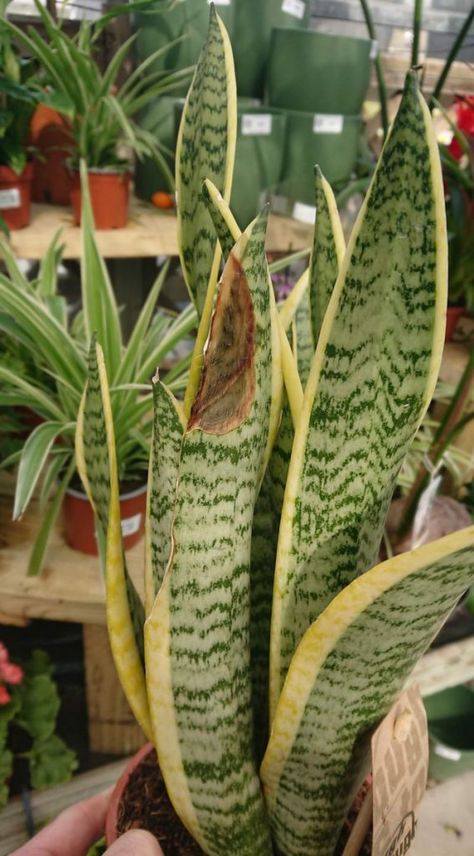 Plant Leaves Turning Brown, Jade Plant Care, Plant Leaves Turning Yellow, Indoor Palm Trees, Snake Plant Care, Snake Plants, Plant Indoor, Household Plants, Plant Care Houseplant