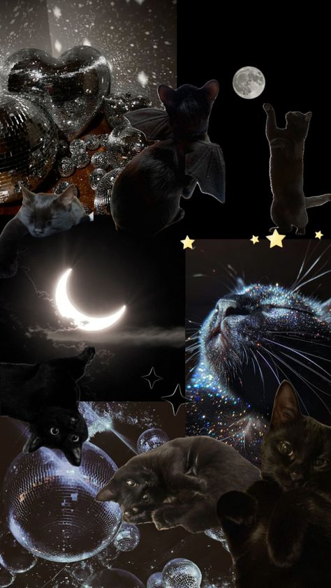 #blackcat #cat #shffls #shuffles #moon #beautiful #night #stars #dream Black Cat Wallpaper, Night Stars, Beautiful Night, Cat Wallpaper, Black Cat, Moon, Stars, Black