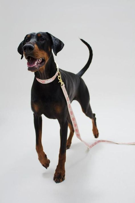 Doberman Love, Doberman Pinscher Dog, Doberman Dogs, Puppy Lover, Doberman Pinscher, Doberman, Dog Names, Dog Harness, Beautiful Dogs