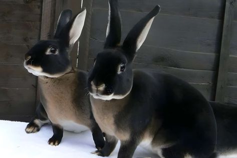 Black Otter Rex Rabbits: Appearance, Lifespan, Temperament, Care Sheet Black Otter Rex Rabbit, Regnul Animal, Heartwarming Pictures, Black Rabbit, Rabbit Rabbit, Rex Rabbit, Cute Creatures, Sweet Animals, Dragon Age