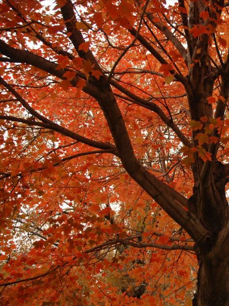 There are dozens of sugar maples—which turn a spectacular orange—throughout Central Park, and various New York City parks contain this species. Other maples are found in the Park as well, including the red maple, Norway maple, and sycamore maple. This genus of trees is known for its tasty syrup, its presence on the Canadian flag, and its beautiful autumn colors. Maple Syrup Tree, Sugar Maple Tree, Red Maple Tree, City Parks, Fall Trees, Red Maple, Canadian Flag, Sugar Maple, Maple Tree