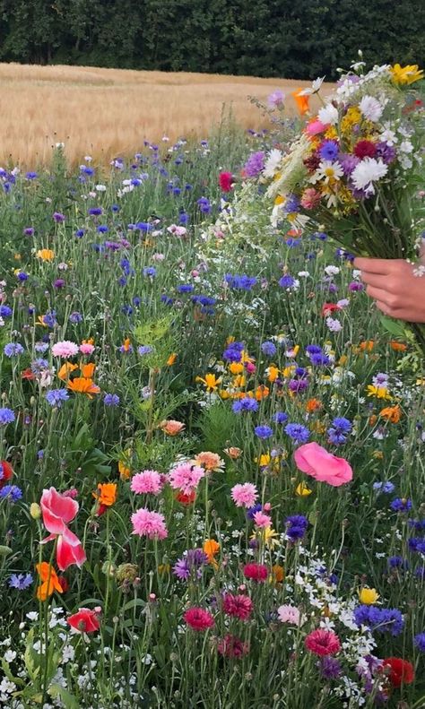 Pretty Wildflowers, Pretty Like Wildflowers, Bouquet Of Wildflowers Aesthetic, Wildflower Bouquets, Wild Flower Picking, Picking Wildflowers Aesthetic, Pretty Fields Wild Flowers, Wildflower Bouquet, Flower Therapy