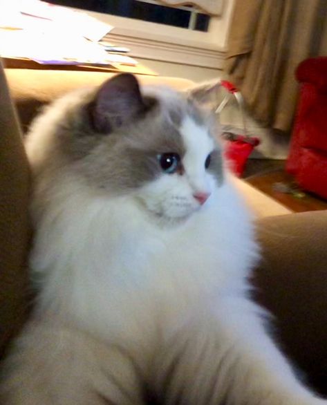 Chopin the blue bi-color Ragdoll Ragdoll Cat Blue Point, Bicolour Ragdoll, Blue Point Ragdoll, Blue Bicolor Ragdoll, Flamepoint Ragdoll Cat, Cats And Kittens, Cute Cats, Kittens, Animals