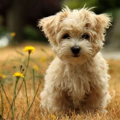 Top 10 Most Popular Cross-Breed Dogs | HubPages Bichon Havanais, Dog Crossbreeds, Designer Dogs, Havanese Puppies, Havanese Dogs, Highlands Terrier, Yorkie Poo, Yorkshire Terriers, West Highland Terrier