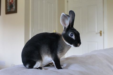 Nova, Black Otter Mini Rex Black Rex Rabbit, Black Otter Rex Rabbit, Rex Rabbits, Mini Rex Rabbit, Rabbit Artwork, Rabbit Farm, Raising Rabbits, Rabbit Breeds, Big Bunny