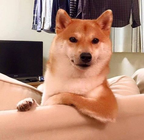 And this one who genuinely, truly wants to hear about every part of your day. | 11 Shibas Who Would Please Like You To Go On Have A Nice Weekend, Shiba Inu Puppy, Japanese Dogs, Akita Inu, Shiba Inu Dog, Nice Weekend, 웃긴 사진, Shiba Inu, 귀여운 동물