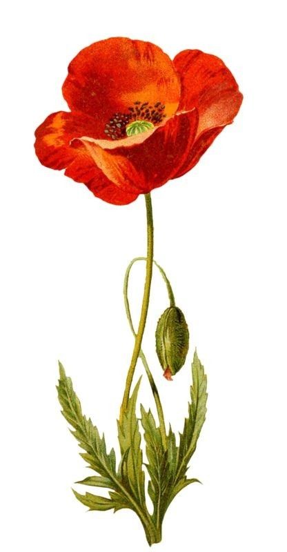 Red Poppy Drawing, Garden Tattoos, Poppy Drawing, Watercolor Flowers Tutorial, Poppy Painting, Watercolor Plants, Abstract Flower Painting, 수채화 그림, Sculpture Painting