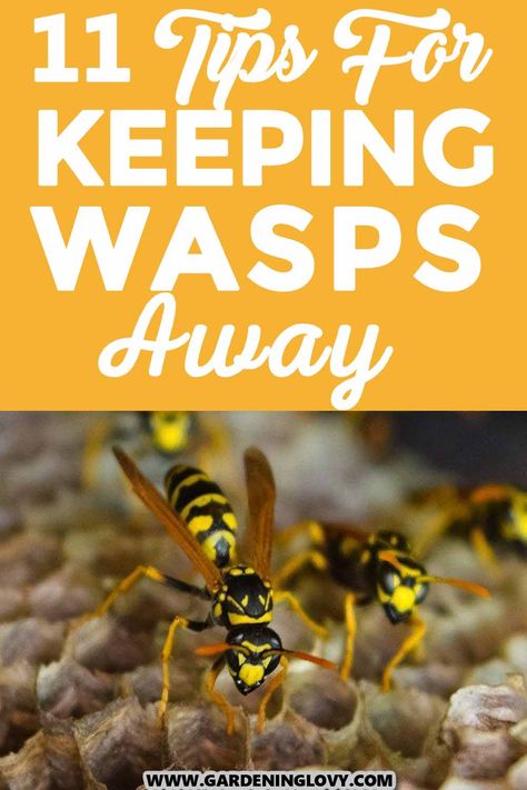 Ground wasps are invasive and small insects that are intimidating because of their sting. Does your house have a lot of ground wasps? While it can be intimidating, here are 11 tips for keeping wasps away from your yard using natural ways. Natural Wasp Repellent, Fake Wasp Nest, Bee Repellent, Ground Bees, Wasp Repellent, Get Rid Of Wasps, Wasp Traps, Roach Killer, Sweet Woodruff