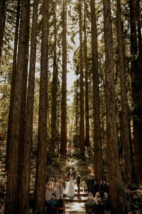 Redwood Wedding California, Small Intimate Wedding Venues, Redwood Forest Wedding, Forest Wedding Ceremony, Forest Wedding Venue, Redwood Wedding, New York Wedding Venues, Joshua Tree Wedding, California Mountains