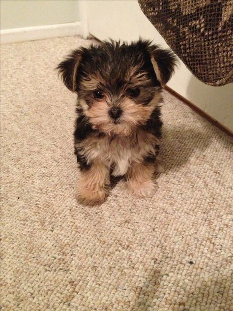 Morkie love... Yorkie Maltese Mix Puppies, Teacup Morkie Puppies, Maltese Yorkie, Morkie Puppy, Baby Yorkies, Baby Yorkie, Morkie Puppies, Terrier Puppies, 강아지 그림