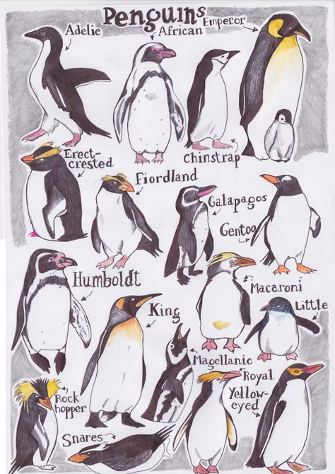 compare types of penguins - average height, where they're found, if they like warm/cold weather Penguin Types, Types Of Penguins, Penguin Illustration, Penguins And Polar Bears, Penguin Art, Penguin Love, Arctic Animals, December Daily, Wrinkle Cream