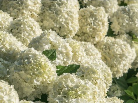 The Best New Hydrangea To Plant This Summer Big White Flowers, Southern Living Plant Collection, Hydrangea Landscaping, Daylily Garden, Southern Living Plants, Hydrangea Care, Southern Garden, Companion Plants, Hydrangea Garden