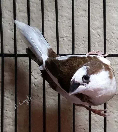 Female Society Finch. Photo by E Coyle Zebra Finch, Finches Bird, Diy Raised Garden, Classical Art, Small Birds, Bungo Stray Dogs, Love Birds, Cartoon Animals, Bird Houses