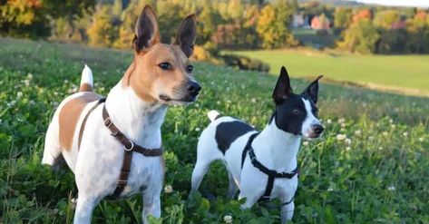 Rat Terrier Vs Jack Russell: Terrier Showdown For The Ages! Short Legged Jack Russell Terrier, Long Haired Jack Russell Terrier, Wired Hair Jack Russell Terrier, Rat Terrier Dogs, Rat Terrier Mix, Dog Advice, Rough Coated Jack Russell Terrier, Rat Terrier, Terrier Breeds