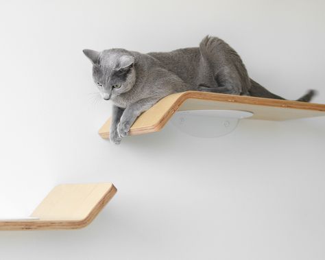 Floating Cat Shelves, Cat Climbing Wall, Shelves Minimalist, Modern Cat Bed, Shelves Furniture, Kitty Toys, Pet Room, Cat Wall Shelves, Modern Cat Furniture