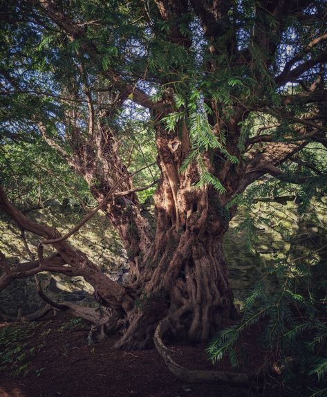 Yew Tree Aesthetic, Fortingall Yew, Atlas Aesthetic, Dark Window, Trip Activities, Yew Tree, Addie Larue, Dark Windows, Road Trip Activities