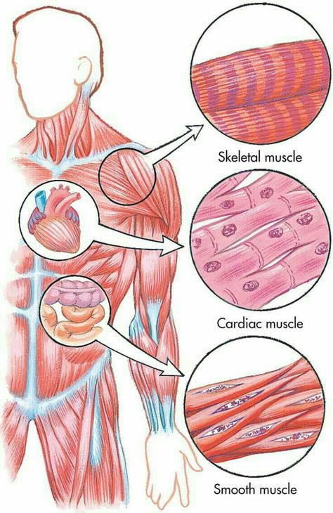 Muscles Of Body Anatomy, Human Body Anatomy Muscles, Tissue Diagram, Muscle Types, Types Of Muscles, Medical School Life, Basic Anatomy And Physiology, Nurse Study Notes, Nursing Student Tips