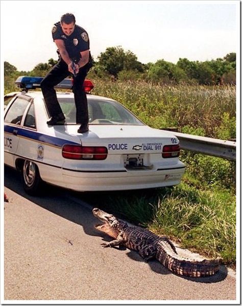 The alligator must have made a believer out of this Florida cop. Perfectly Timed Photos, Jackie Chan, Police Car, Have A Laugh, My Chemical, Bones Funny, Police Officer, Funny Photos, Funny Cute