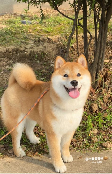 Japanese Dog Breeds, Japanese Dogs, Shiba Inu Puppy, Shiba Inu Dog, Loyal Dogs, Puppies And Kitties, Pet Bunny, Silly Animals, Chiba