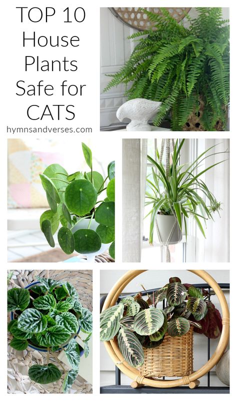 Indoor Plants Pet Friendly, Plants Safe For Cats, Cat Safe House Plants, Pet Friendly House Plants, Safe House Plants, Cat Friendly Plants, Toxic Plants For Cats, Cat Safe Plants, Plants Pet Friendly