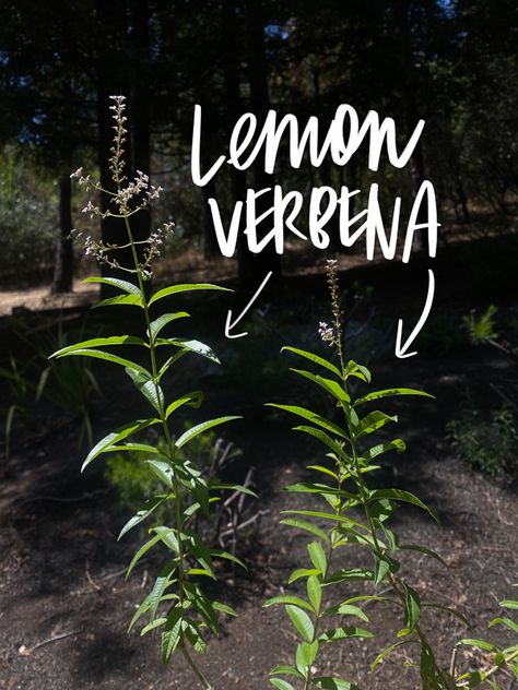 Lemon Verbena Tea - Shutterbean Green Skittles, Lemon Verbena Tea, Lemon Cupcakes, Lemon Verbena, Drink More Water, More Water, Flavored Water, Lemon Lime, Green Apple