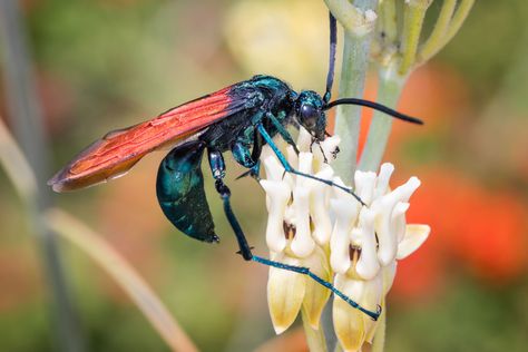 Tarantula hawk wasps have one of the most painful stings in the world. Here’s how to get rid of these wasps and prevent them from entering your home. Natural Wasp Repellent, Tarantula Hawk Wasp, Wasp Repellent, Tarantula Hawk, Goliath Beetle, Rhino Beetle, Wasp Stings, Butterfly Pavilion, Large Spiders