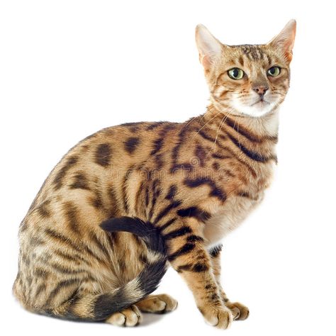 Photo about Portrait of a purebred bengal cat on a white background. Image of white, cute, leopard - 26494413 Black Bengal Cat, Silver Bengal Cat, White Bengal Cat, Gato Bengali, Purebred Cats, Cat Whisperer, F2 Savannah Cat, Bengal Kitten, Cat Stock