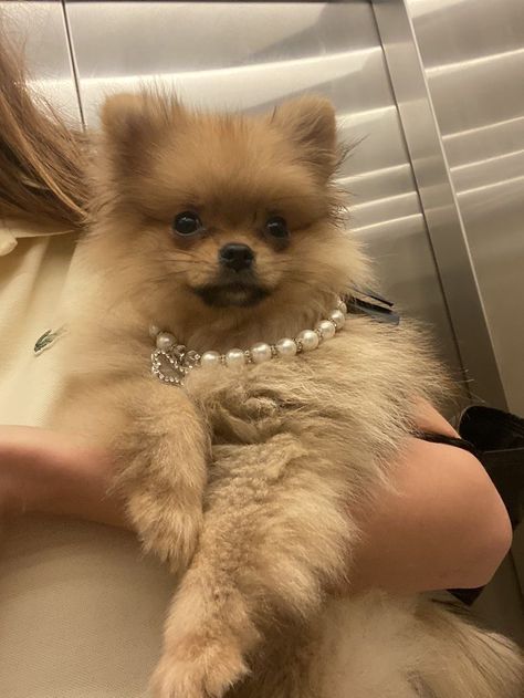 Bougie Dog, Boujee Dog, Pomeranian Haircut, Pom Mom, Expensive Dogs, Dog Mommy, Cute Pomeranian, Really Cute Puppies, Dog Shower