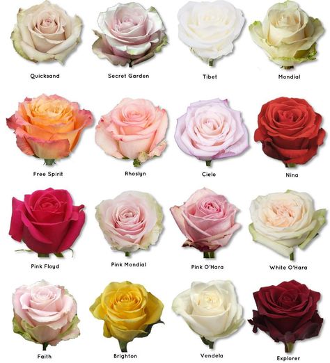 Best Rose, Flower Varieties, Rose Varieties, Flower Colors, Eyeliner Styles, Flower Plants, Types Of Roses, Flower Meanings, Beautiful Plants