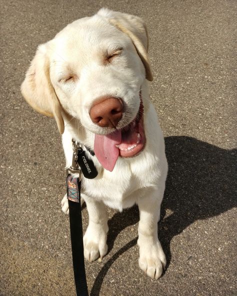 My anime puppy. I love this face he his making and several people pointed out it makes him look like an anime character. Colonel is a white Labrador and is 15 weeks old in this photo. White Labrador Aesthetic, Blond Labrador, Labrador White, White Labrador Puppy, White Lab Puppies, Anime Puppy, White Labrador, Super Cute Puppies, Lab Puppy