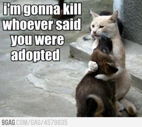 I'm gonna kill whoever said you were adopted Dogs Hugging, Funny Cats And Dogs, Cane Corso, Funny Animal Memes, Sphynx, Funny Animal Pictures, 귀여운 동물, Animal Memes, Animals Friends