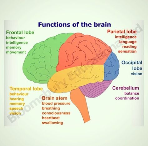 Functions of brain The Brain Diagram, Brain Anatomy And Function, Brain Lobes, Brain Diagram, Brain Models, Brain Surgeon, Craniosacral Therapy, Basic Anatomy And Physiology, Brain Facts