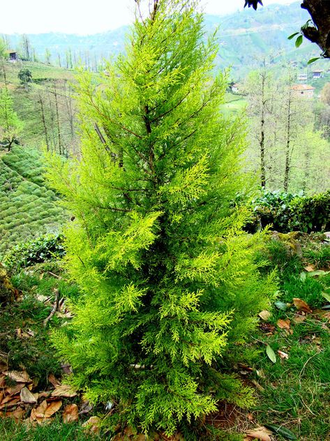 Cupressus macrocarpa 'Wilma Goldcrest' Lemon Scented Cypress for sale Wilma Goldcrest Cypress, Cupressus Macrocarpa, Lemon Cypress, Monterey Cypress, Leyland Cypress, Bushes And Shrubs, Bamboo Roots, Fall Planting, Tree Pruning