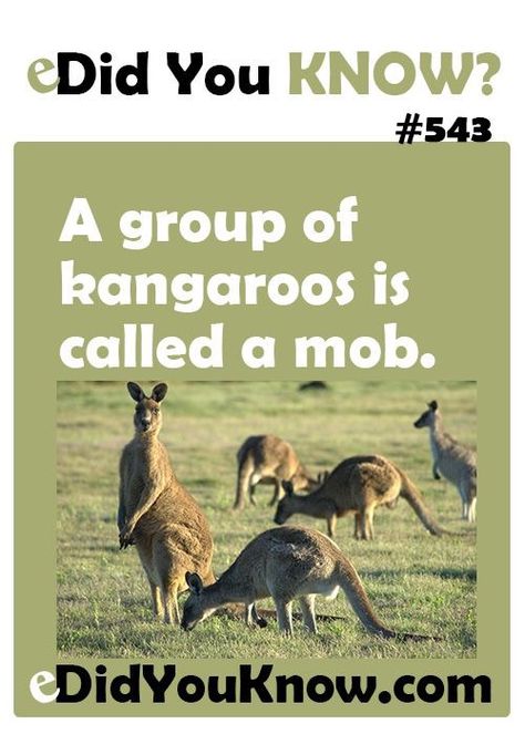 Dog Trivia, Kangaroo Facts, Fun Facts For Kids, Fun Facts About Animals, Collective Nouns, Intresting Facts, Mind Blowing Facts, Did You Know Facts, Unbelievable Facts