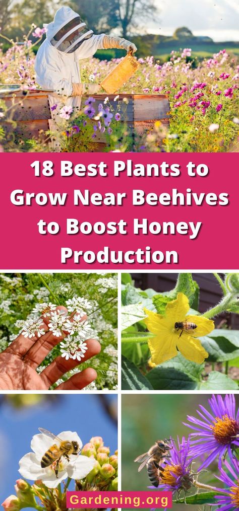 Apiary Design, Best Flowers For Bees, Honey Bee Flowers, Honey Bee Garden, Honey Production, Backyard Bee, Pollinator Plants, Backyard Beekeeping, Honey Bee Hives